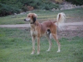 Saluki