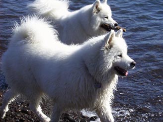 Samoyed