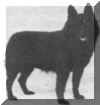 Schipperke
