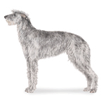 Scottish Deerhound