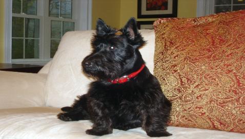 Scottish Terrier