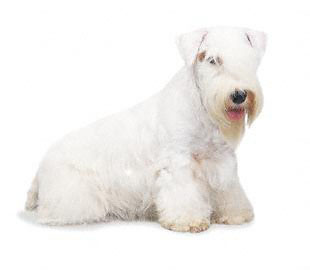 http://www.directoryofdogs.com/sealyham_terrier.jpg