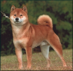 Shiba Inu