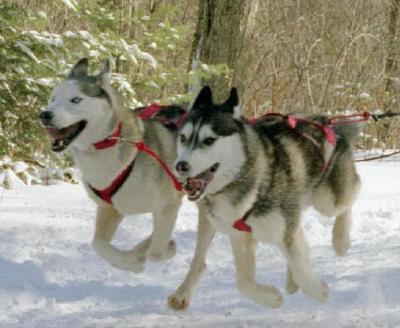 Siberian Husky