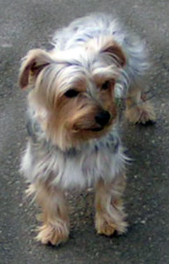 Silky Terrier