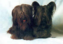 Skye Terrier