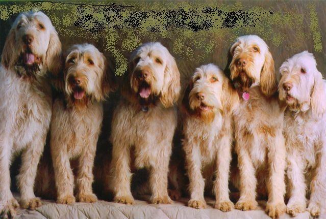 Spinone Italiano