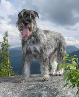 Standard schnauzer