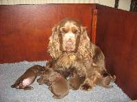 Sussex Spaniel