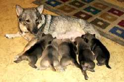 Swedish Vallhund
