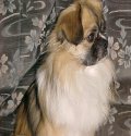 Tibetan Spaniel
