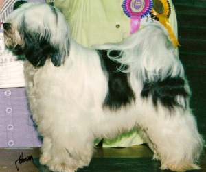 Tibetan Terrier