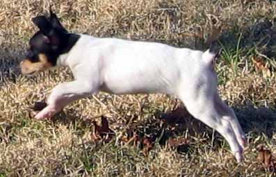 Toy Fox terrier