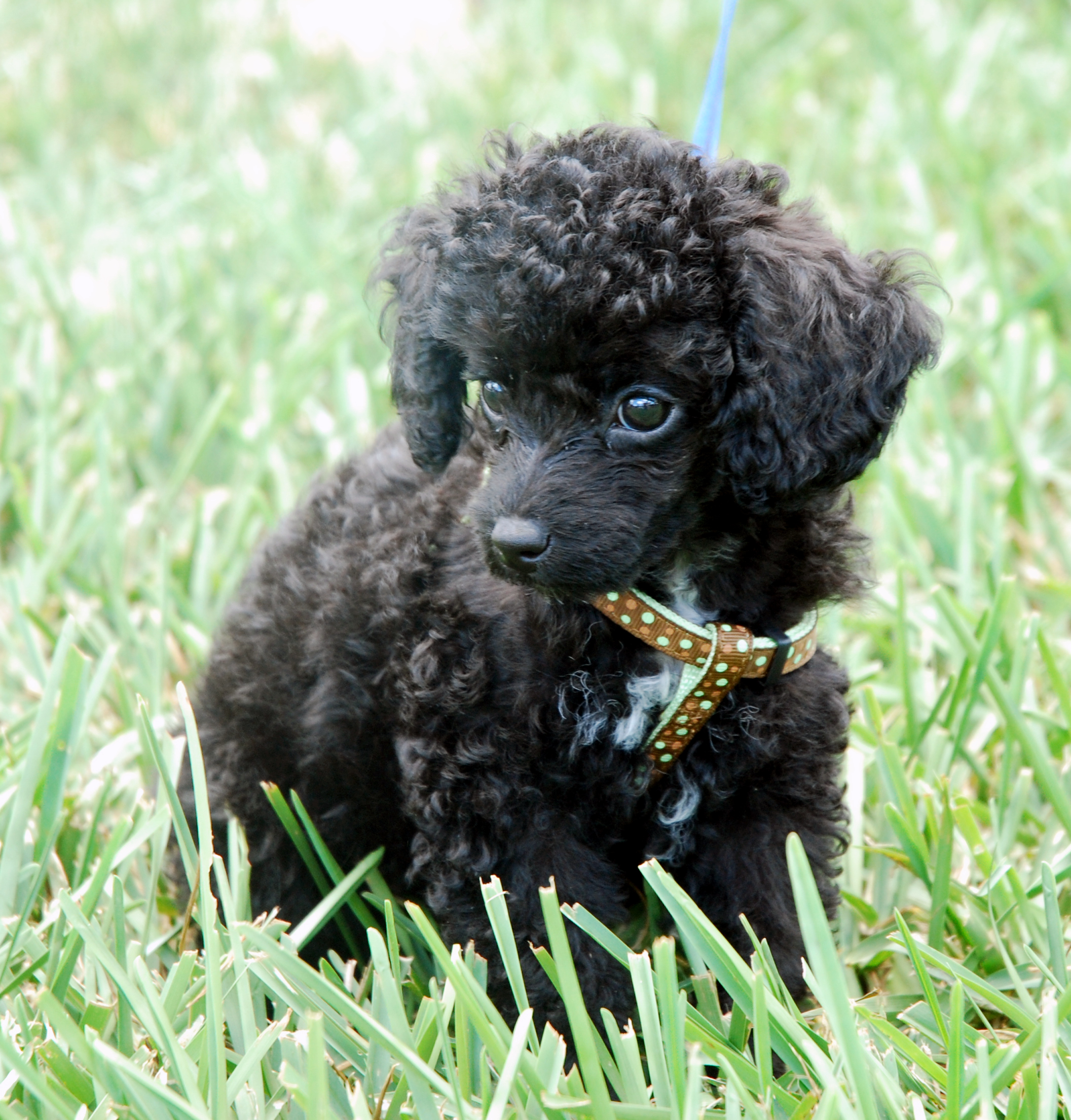 Poodle