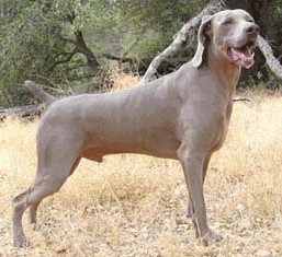 Weimaraner