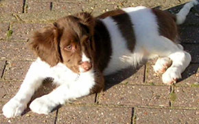 Wetsh Springer Spaniel