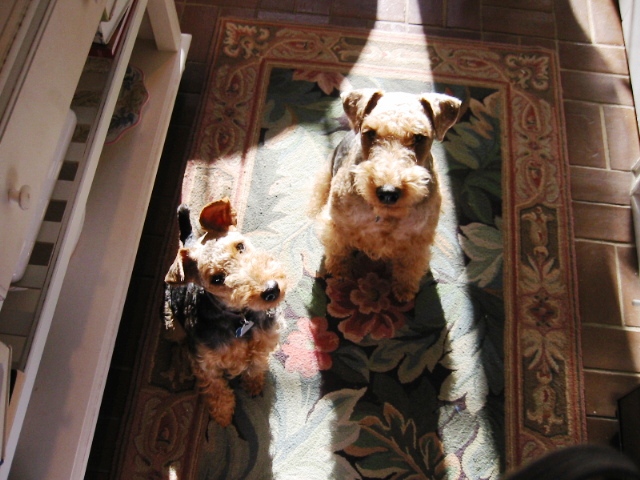 Welsh Terrier
