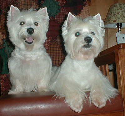 West Highland White Terrier