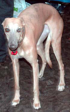 Whippet