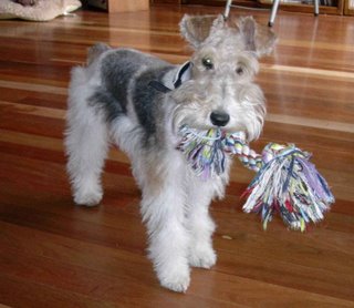 Wire Fox Terrier