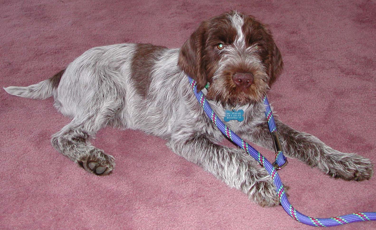 Wirehaired Pointing Griffon